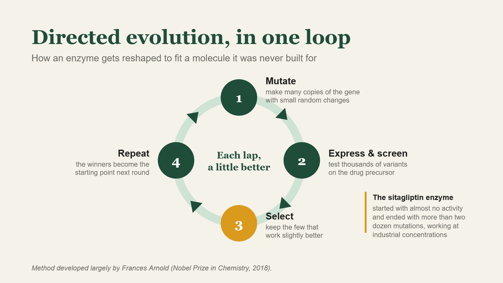 Diagram of the directed evolution cycle: mutate, screen, select, repeat.